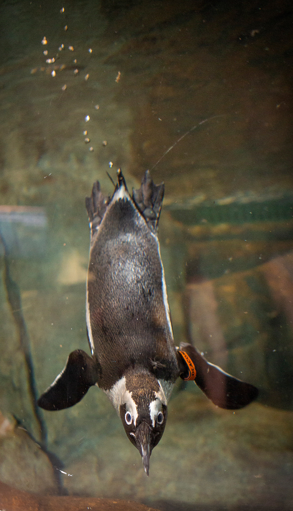 African penguins exhibit at the Greensboro Science Center.