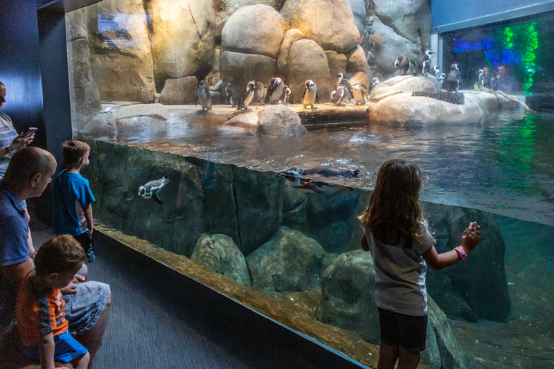 African penguins exhibit at the Greensboro Science Center.