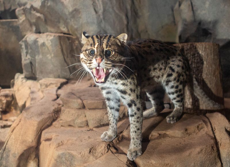 A fishing cat at the Greensboro Science Center.