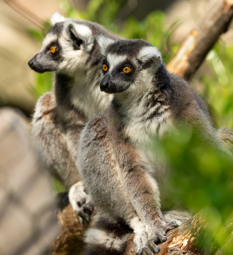 A pair of ring-tailed lemurs at the Greensboro Science Center.