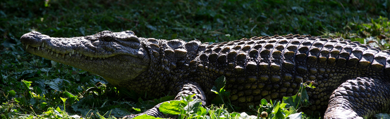 Nice crocodile at the Greensboro Science Center.