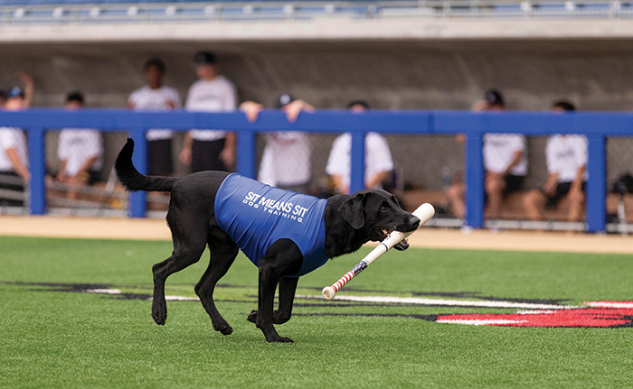 Ripken the black lab is the best bat retriever in baseball