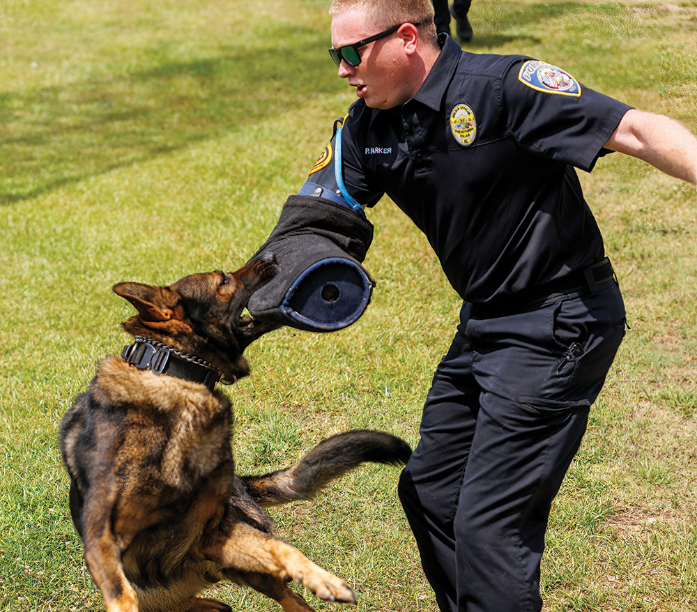 The K-9 teams train together once a week. Officer Parker wears a bite sleeve with K-9 Dash practices suspect apprehension.