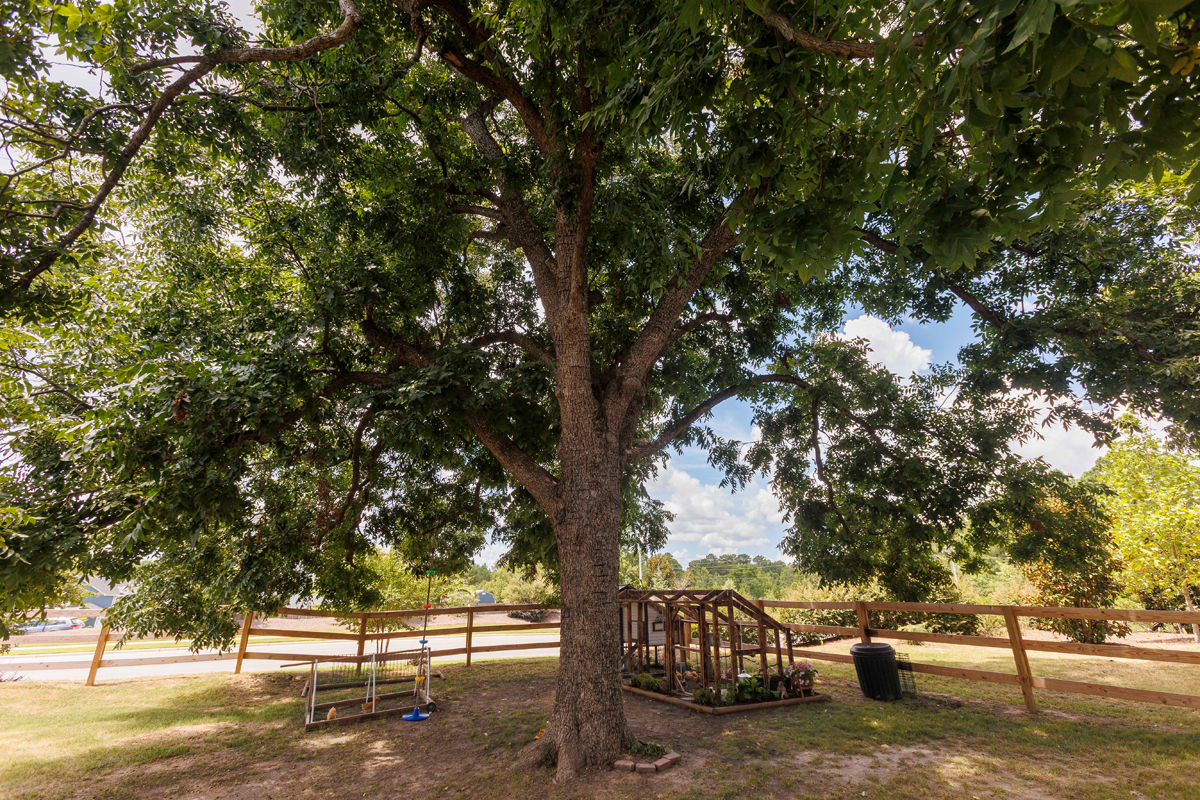 The property's hundred-year-old pecan trees shade the chicken coop.