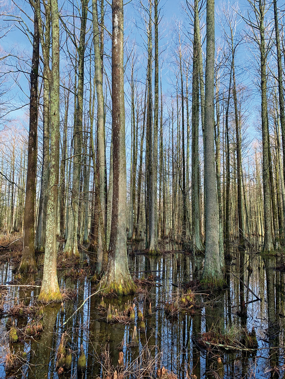 The wild and dangerous environment of The Great Dismal Swamp became a haven for runaways seeking freedom.