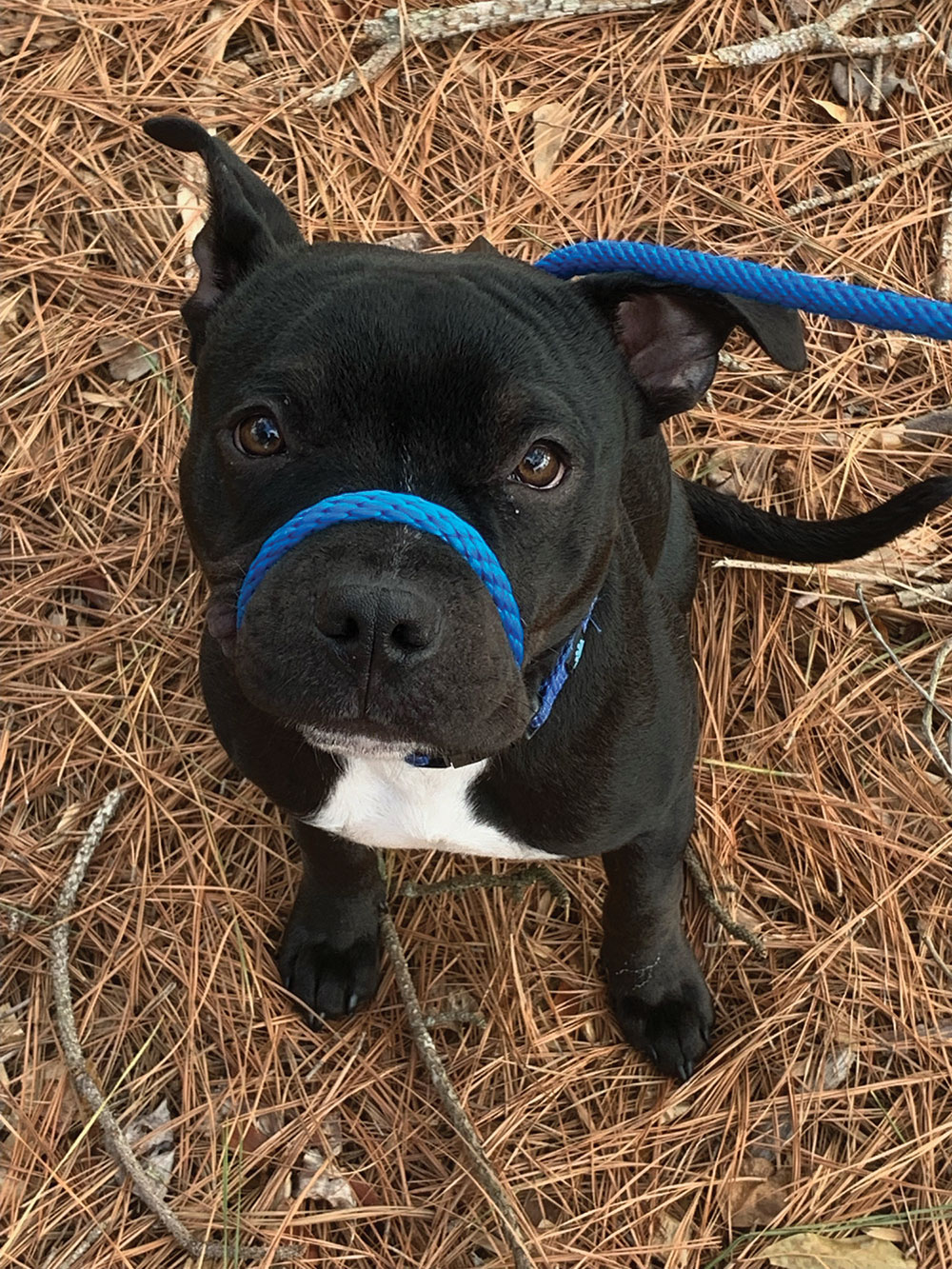 Piglet is a 2-year-old pocket pit mix. Piglet loves to snuggle, sleep in late, and do zoomies with his partner in crime, Kitsune. Submitted by Trisha.