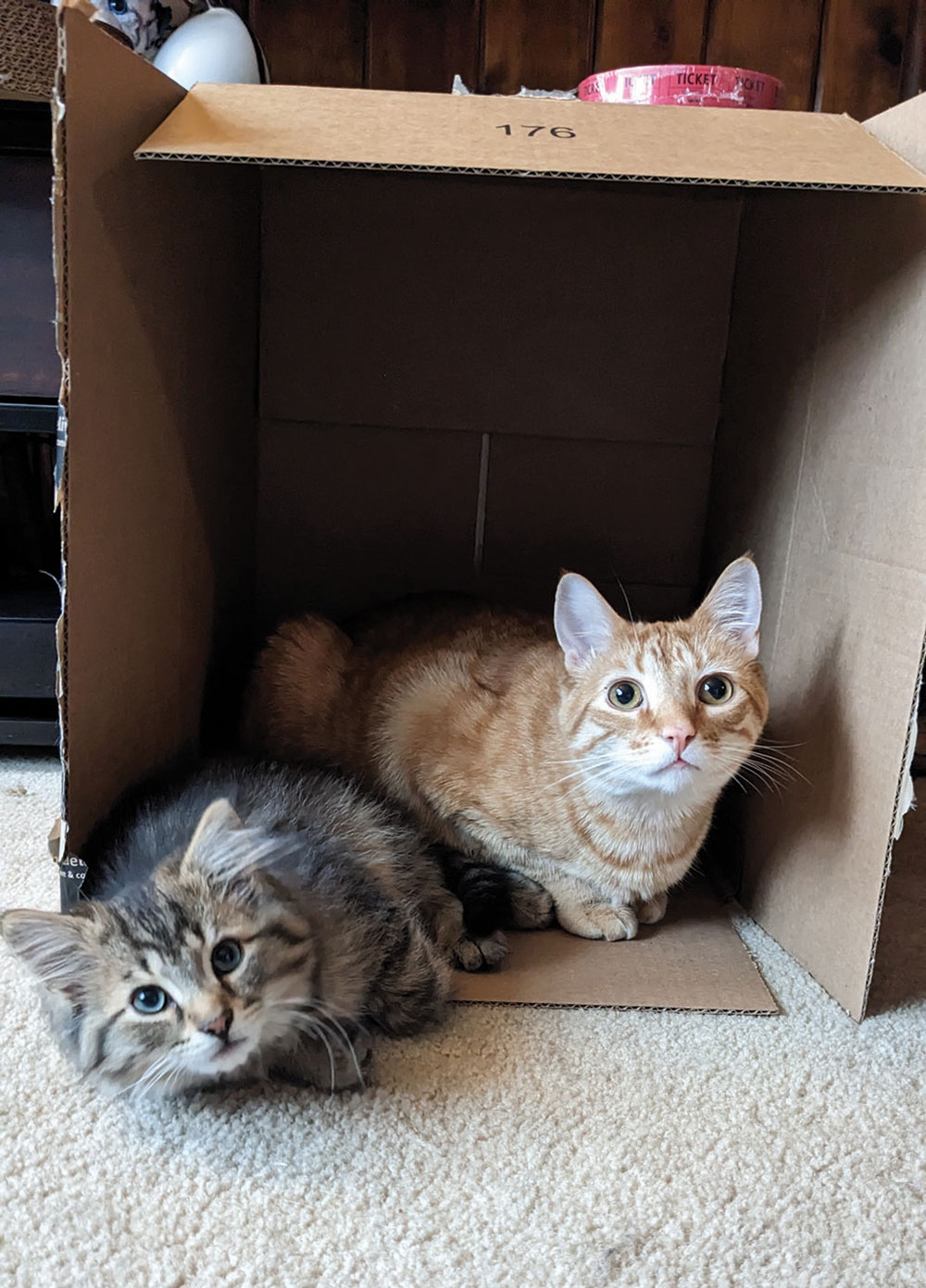 We foster failed Fabio, the tabby kitten,
because of moments like these — learning the joys of a new box from his big brother, Courage. Fabio went from a grumpy kitten left in our shed by a feral mom to a lovebug who fits perfectly into our herd of other cats. Courage wakes me up every morning by laying across my chest and purring so hard his whole body rumbles. Submitted by Tara.