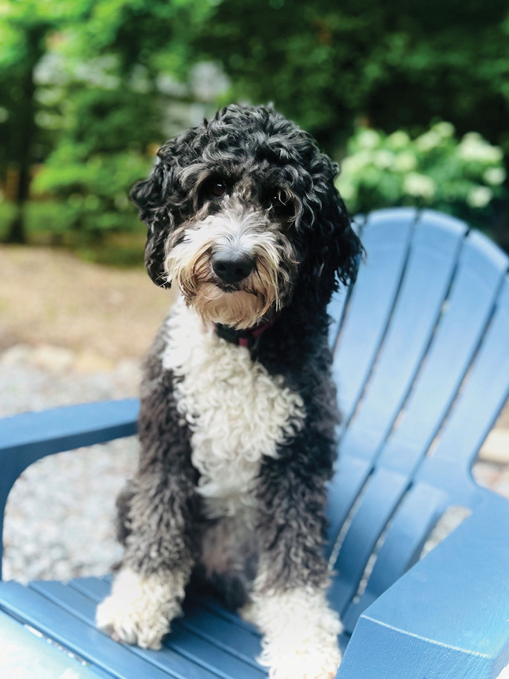 Wanda Mae, an Aussiedoodle, just turned 4. She is the most loving girl who adores children. We like to compare Wanda to the dog, Nana, from Peter Pan. She always watches over our kids. Submitted by Teresa.