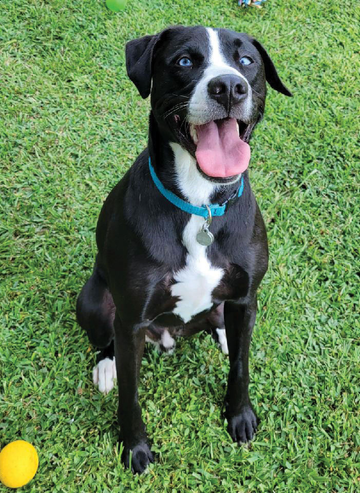 Luther is a smart and handsome mixed-breed boy adopted from ROAR NC. His loves are snacks, treats, dinner, and breakfast. Luther loves his people. He loves patrolling his back yard and running out his energy. Submitted by Jennifer.